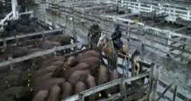 Marzo, un mes de suba para la hacienda