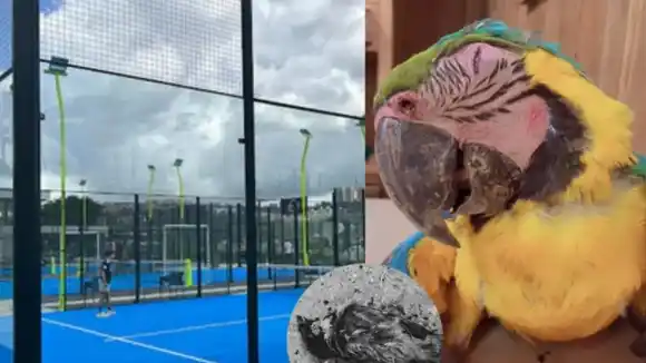 Club de pádel comienza reformas de canchas para evitar MÁS MUERTES DE GUACAMAYAS (+Detalles)