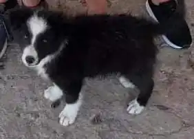 Le robaron el lavarropas, el secarropas y a Toby: “Es un border collie pero cruza, es un pichicho”