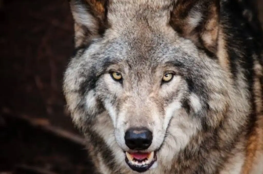 VIDEO: un pequeño terrier salva a un niño acechado por un lobo