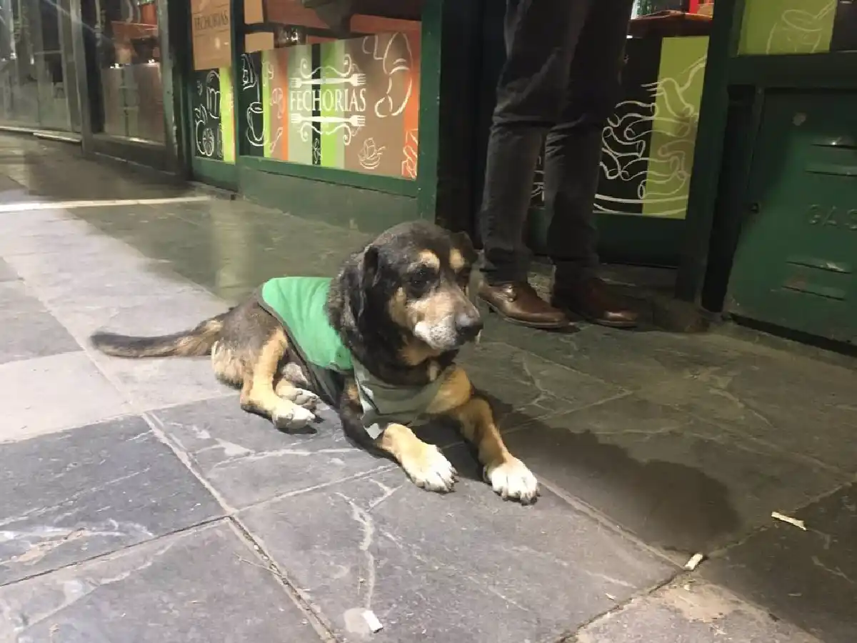 "Batata" el compañero de los barrenderos de la peatonal en Córdoba