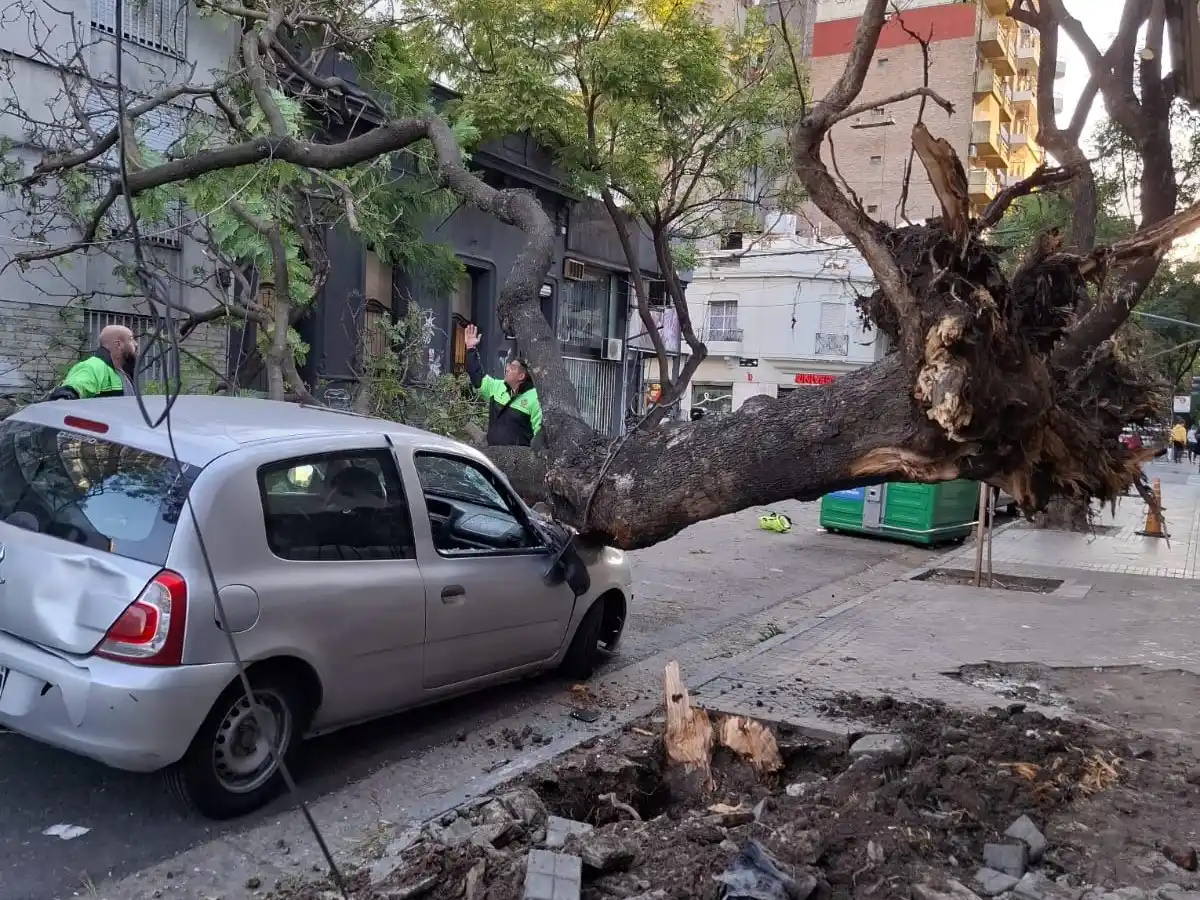 Un árbol cayó en pleno centro de Rosario y aplastó a un auto estacionado