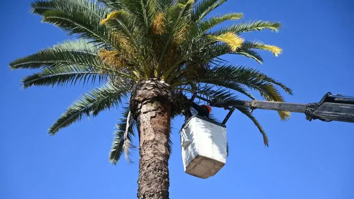 Picudo rojo: el Senasa revisó más de 480 sitios con palmeras en Entre Ríos y no halló la plaga en zonas urbanas
