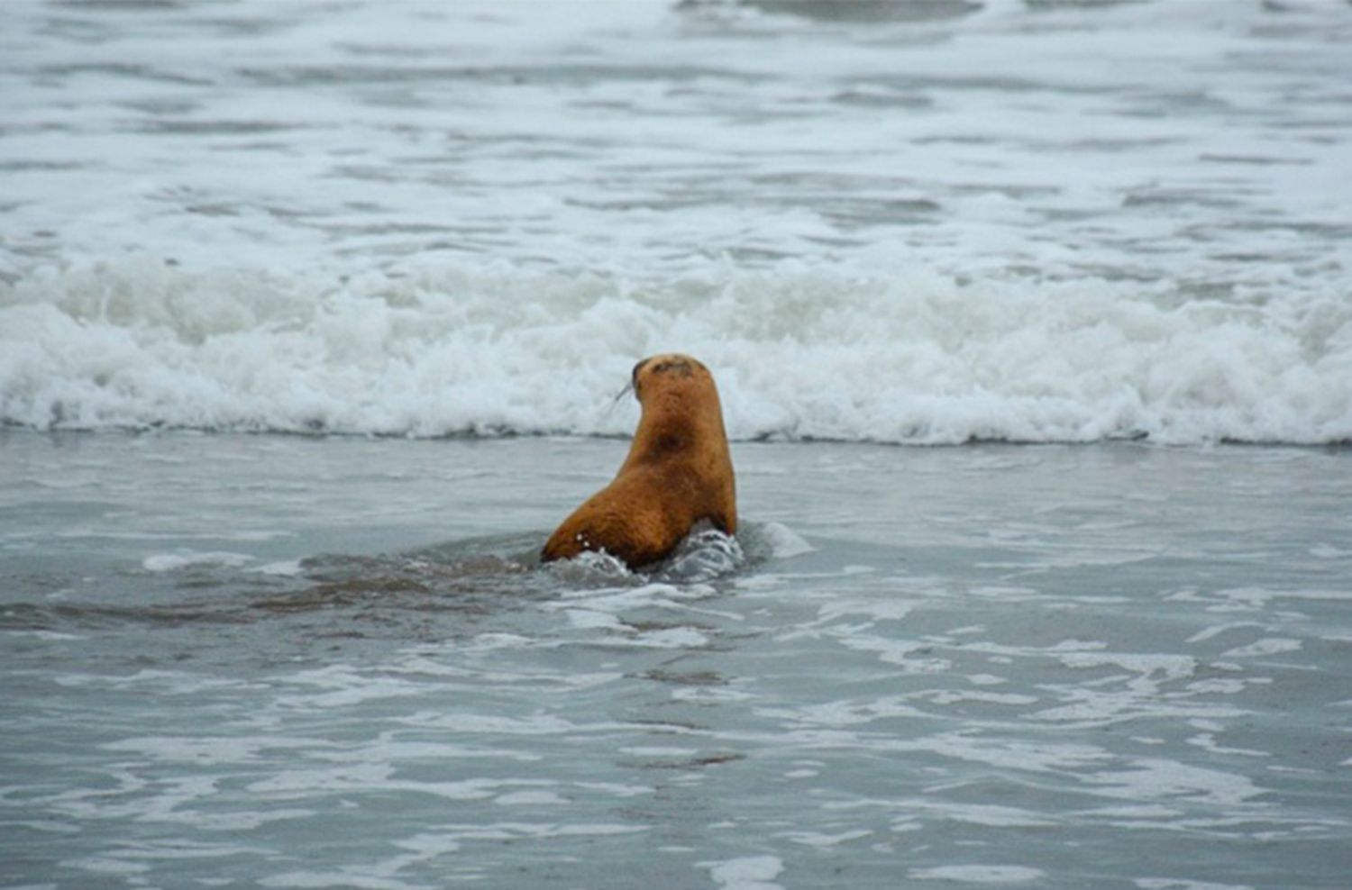 Así fue el regreso al mar de cuatro lobos marinos que fueron rehabilitados en Mar del Plata