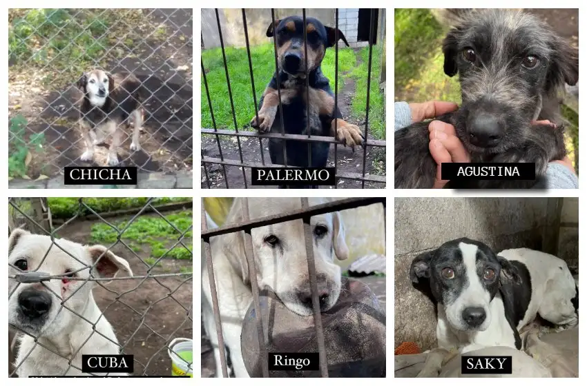 Los interesados en adoptar se pueden comunicarse con las voluntarias al 223 671-2290 o al 223 497-9570.