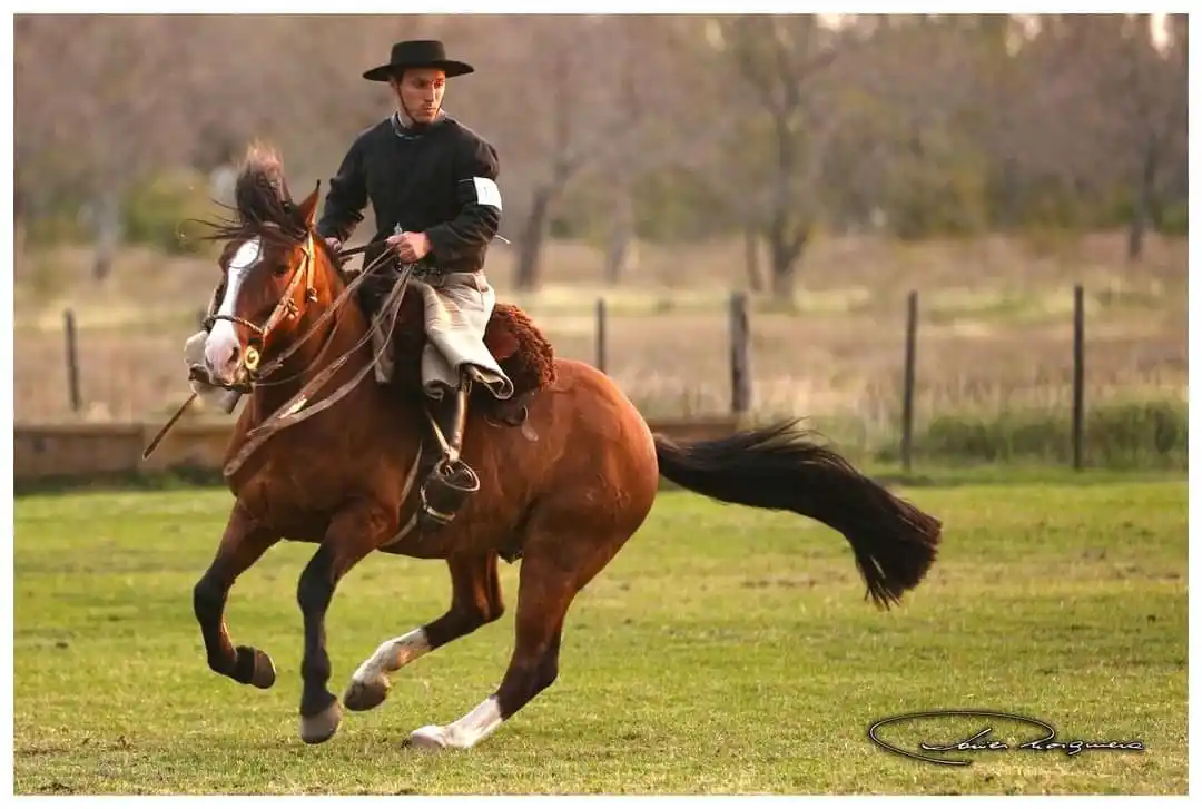 Tres gualeyos fueron premiados en la Exposición de Palermo 2024
