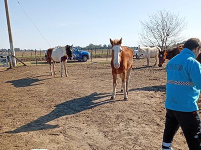 Francisco Paris: “Es habitual que aparezcan caballos en malas condiciones"