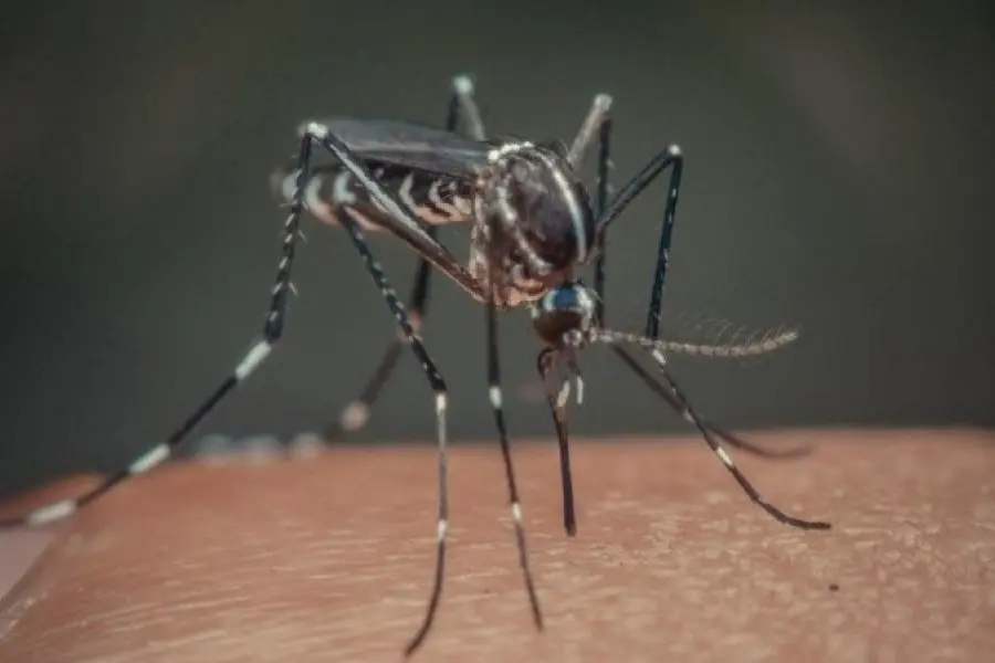 Alerta por la confirmación de cinco casos de chikungunya en la ciudad de Santa Fe