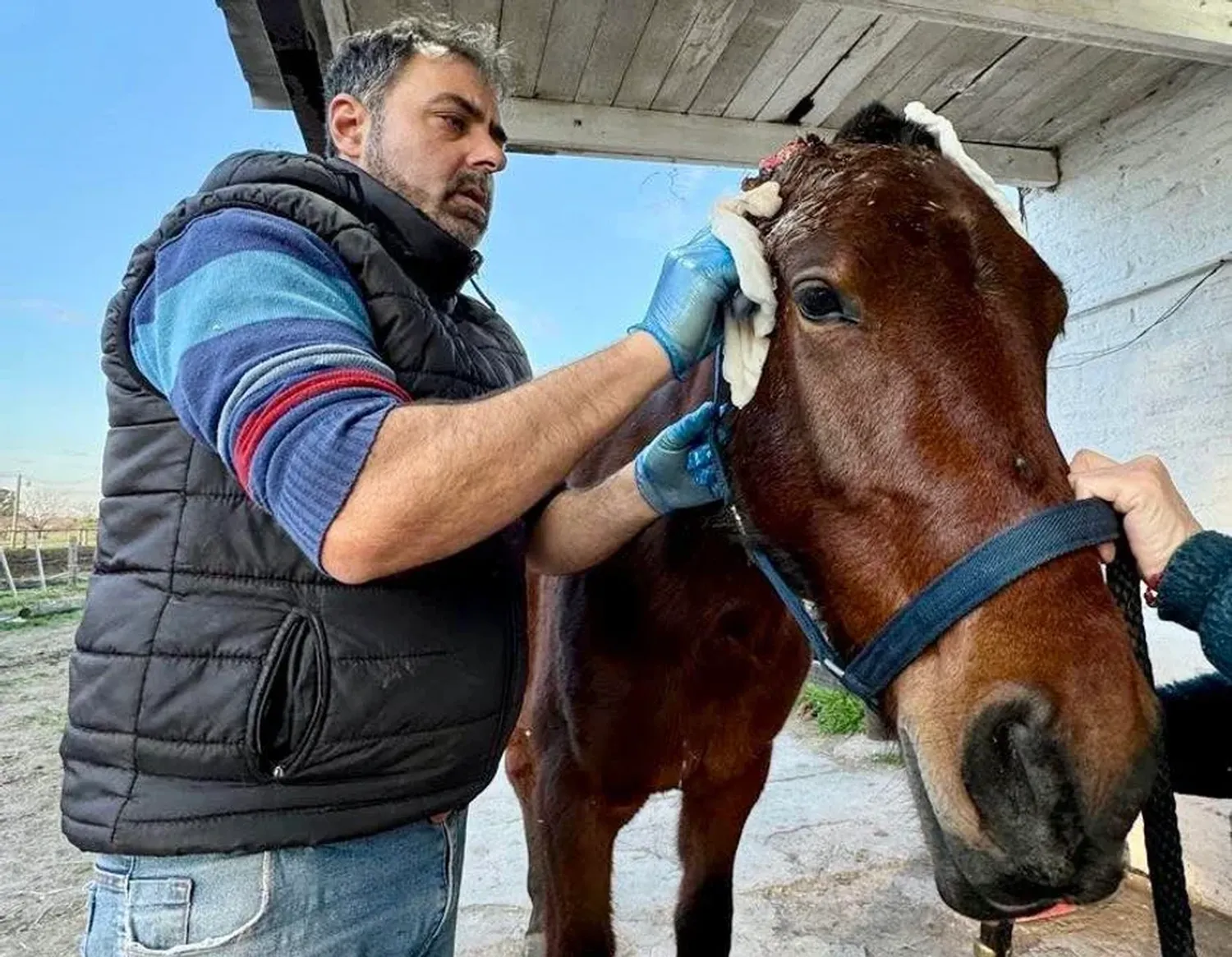 Caballo maltratado.