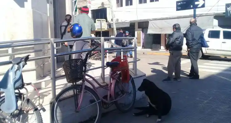 Polémica por perros callejeros que atacan  y muerden