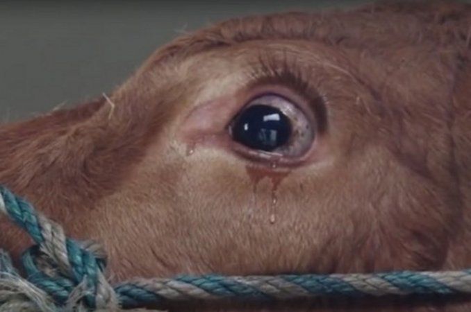 Emotivo video: una vaca llora al ser rescatada del matadero