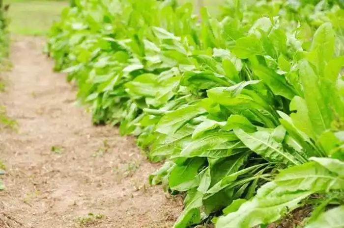 Canasta Alimentar de la  economía popular