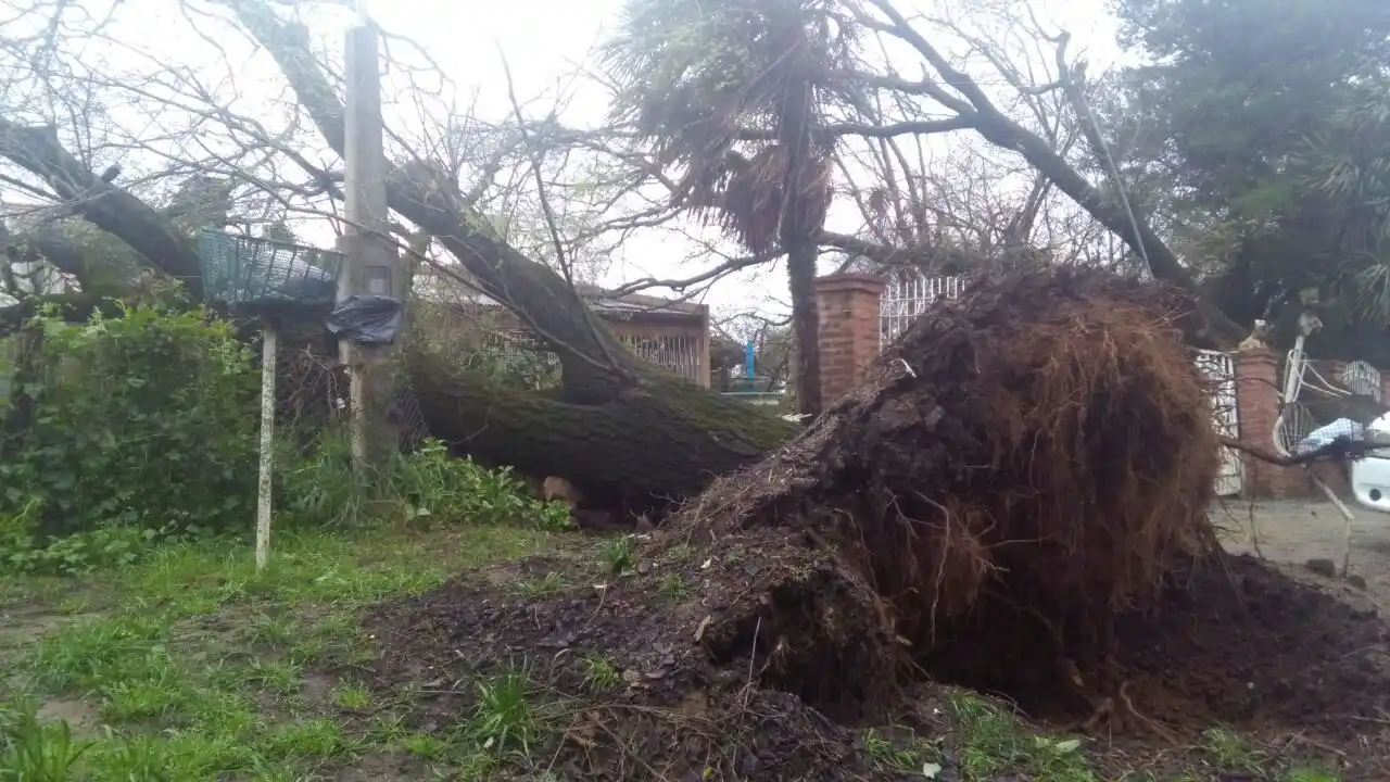 Demandan al Municipio por los daños que provocó la caída de árboles en un temporal