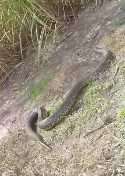 Impactante: apareció una anaconda en Uruguay y lograron captarla en video