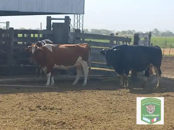 Recuperaron tres animales vacunos en la zona tras una investigación rural