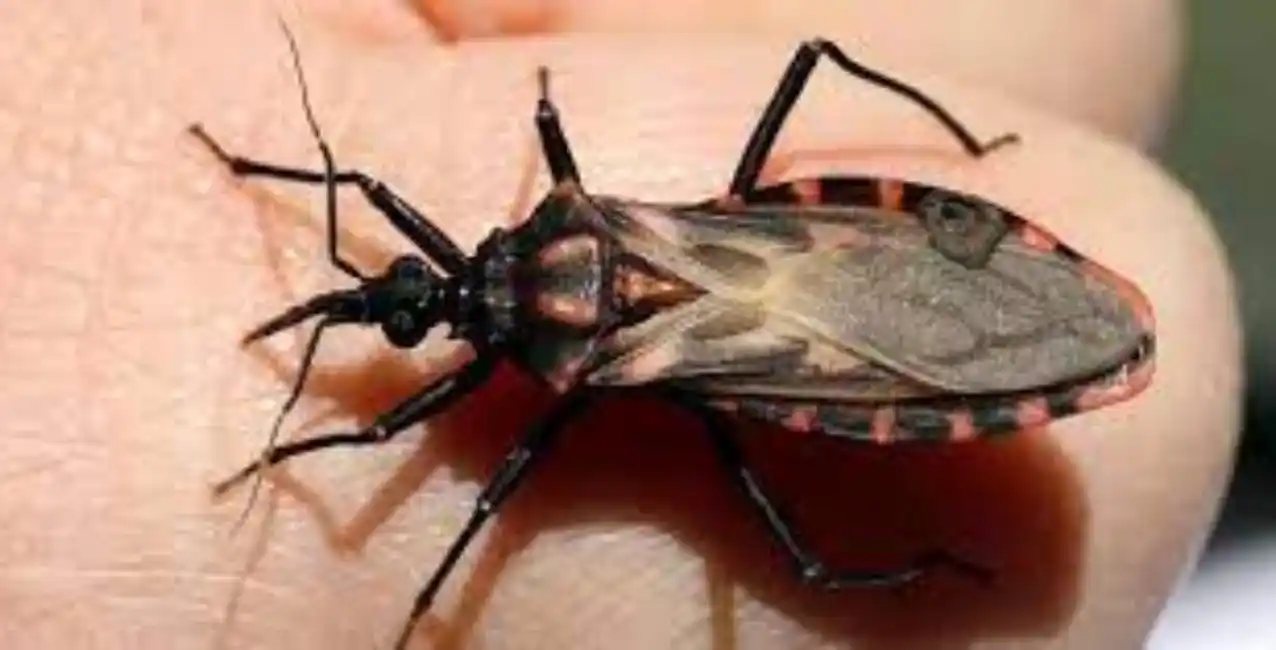 Un fármaco usado para la hipertensión puede inhibir el Mal de Chagas