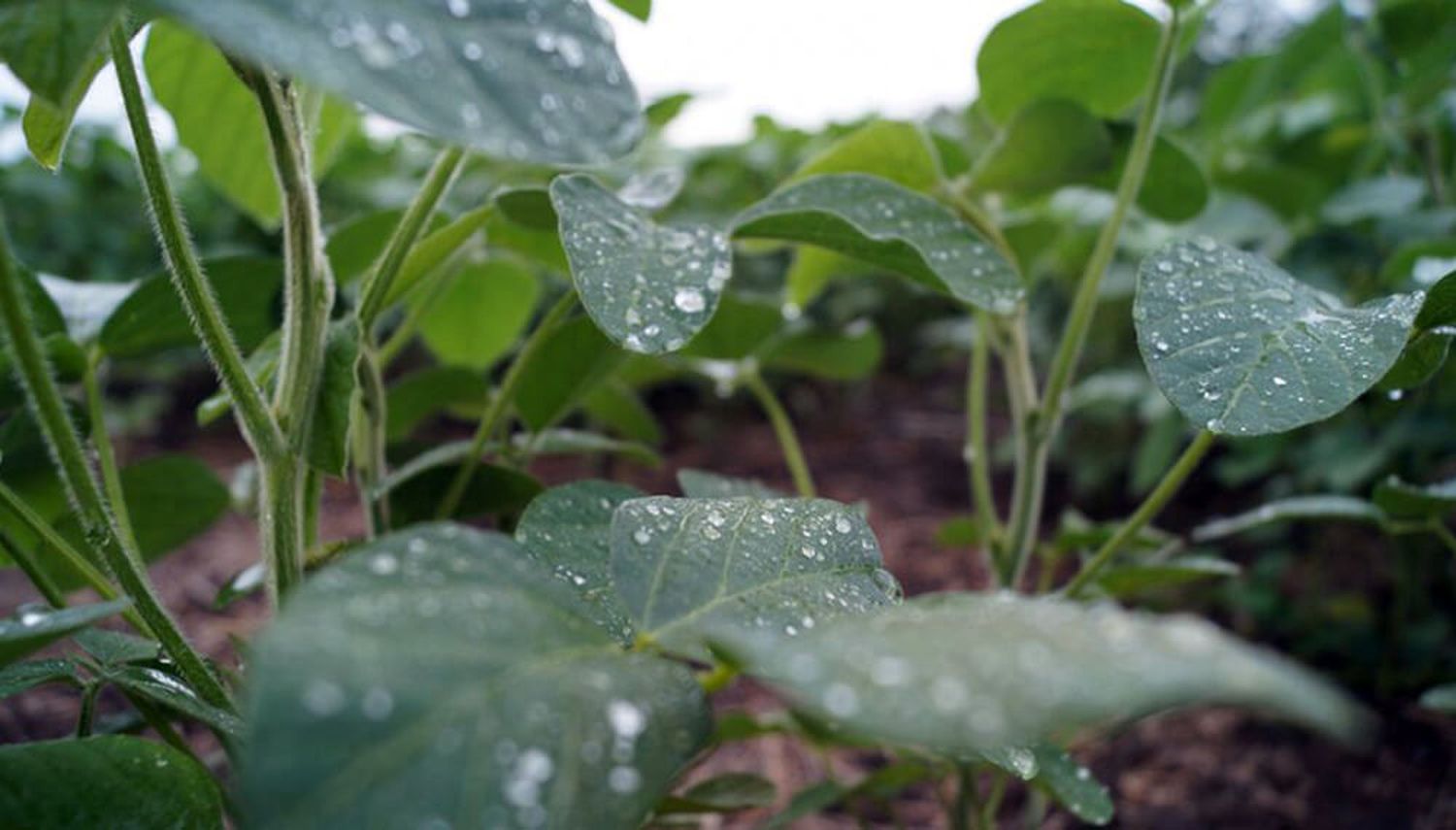 El Niño continuaría durante el verano del hemisferio sur y hasta abril con una probabilidad del 62%”.