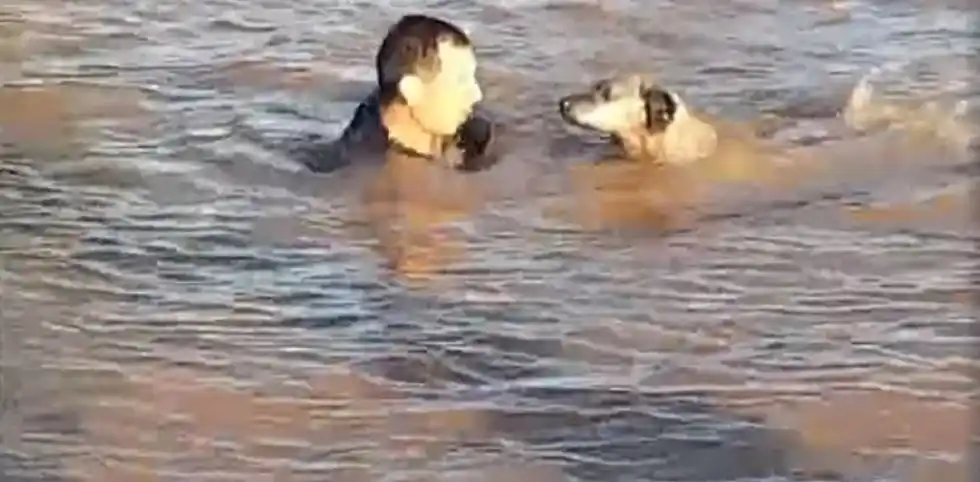 Un bombero entrerriano salvó a una perra que se ahogaba en el río Uruguay