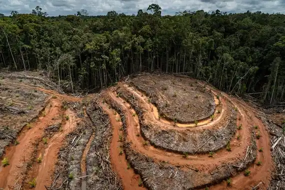 La Tierra perdió un área de selva equivalente a un campo de fútbol cada 5 segundos