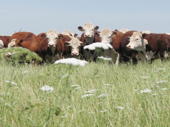 Implementan una refinanciación de créditos para el sector agropecuario
