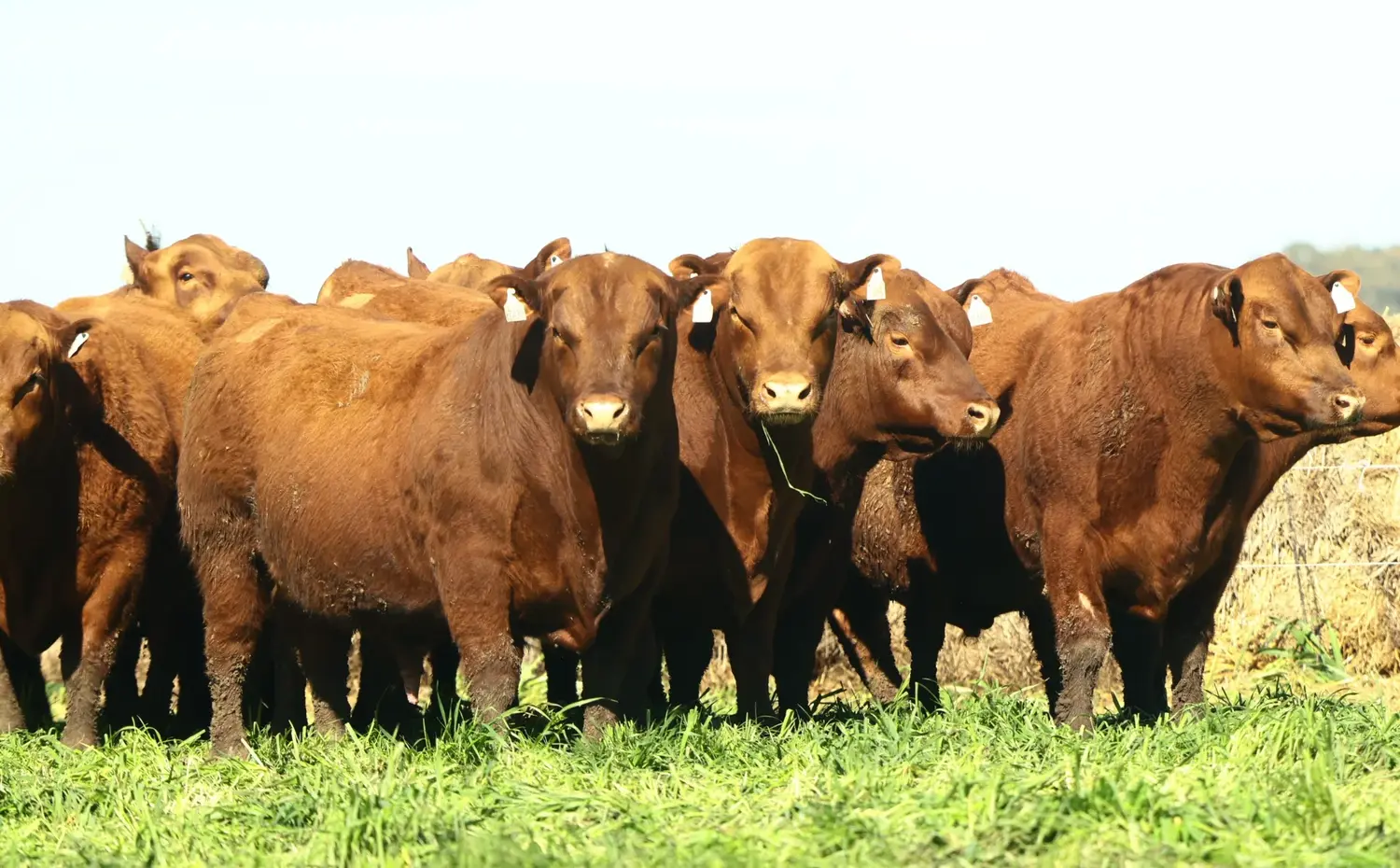 Se pondrán a la venta alrededor de 200 vientres, toros puros controlados (alrededor de 40) y también toros puros de pedigree