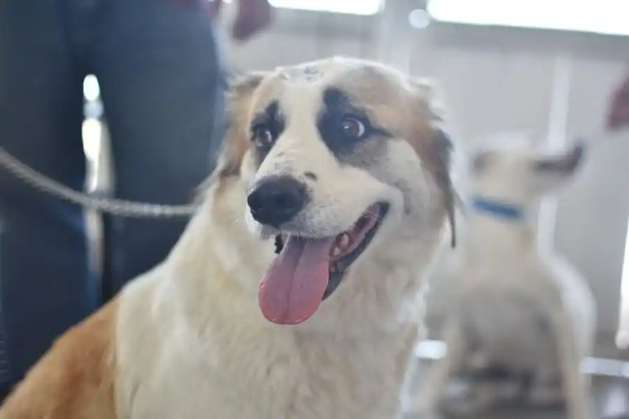 "Castraciones en tu barrio": ¿en qué barrio continúa?