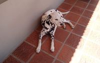 Buscan a los dueños de dos perros que se escaparon tras la tormenta