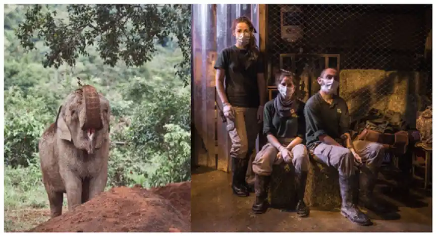 National Geographic Wild presenta un especial temático para conocer más sobre los elefantes