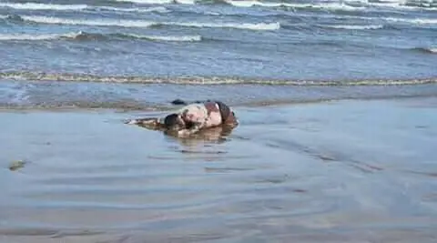 Investigan hallazgos de cadáveres en playas de Falcón