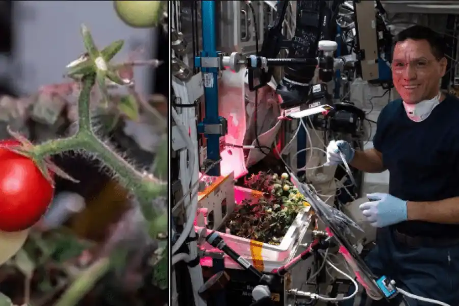 Astronautas de la estación espacial internacional encontraron un tomate perdido en el espacio hace 8 meses