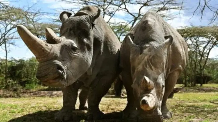 QUEDAN SÓLO DOS EN EL MUNDO y científicos logran doce embriones para salvar al rinoceronte blanco del norte