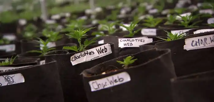 Aceite de Cannabis: qué tipo de aceite se importará, quiénes podrán acceder a él y cómo