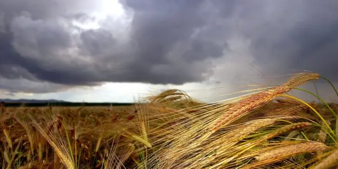 Una lluvia de 43 milímetros le puso pausa a la cosecha