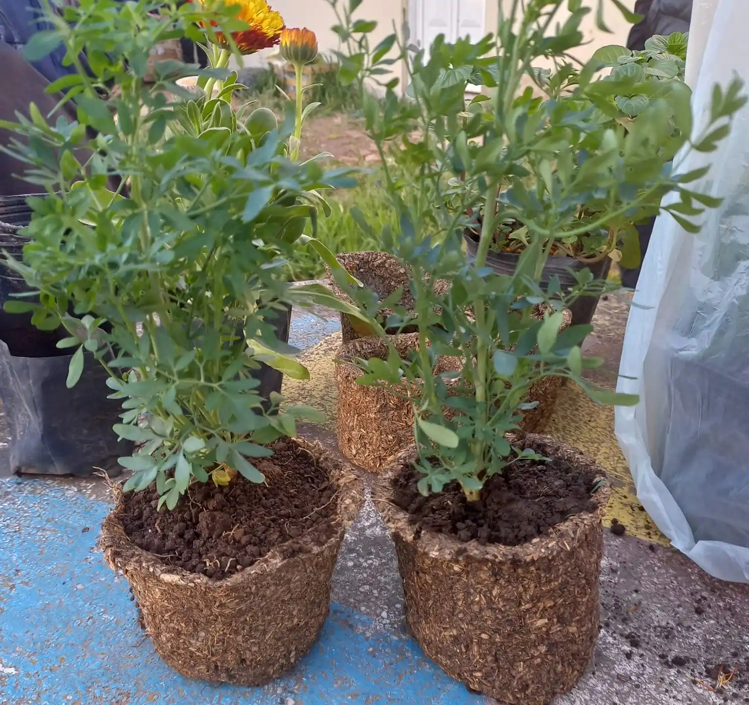 Biomasetas estacion frontera