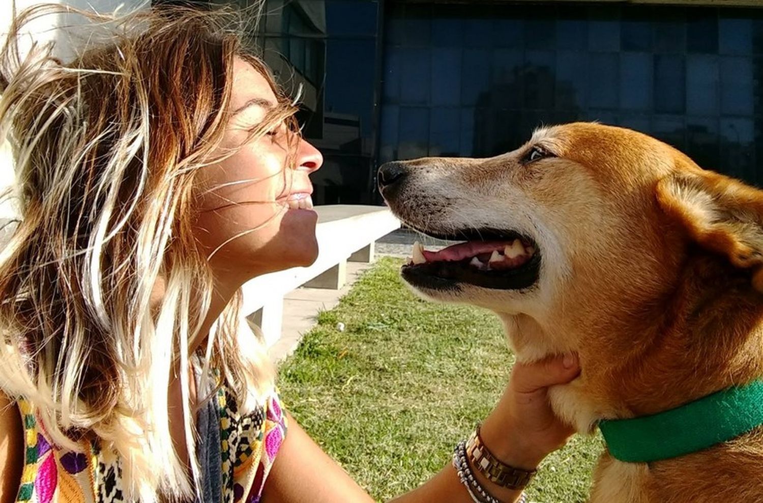 Perros de la calle: “Si bien hay más conciencia y más adopciones, los rescatistas somos pocos”