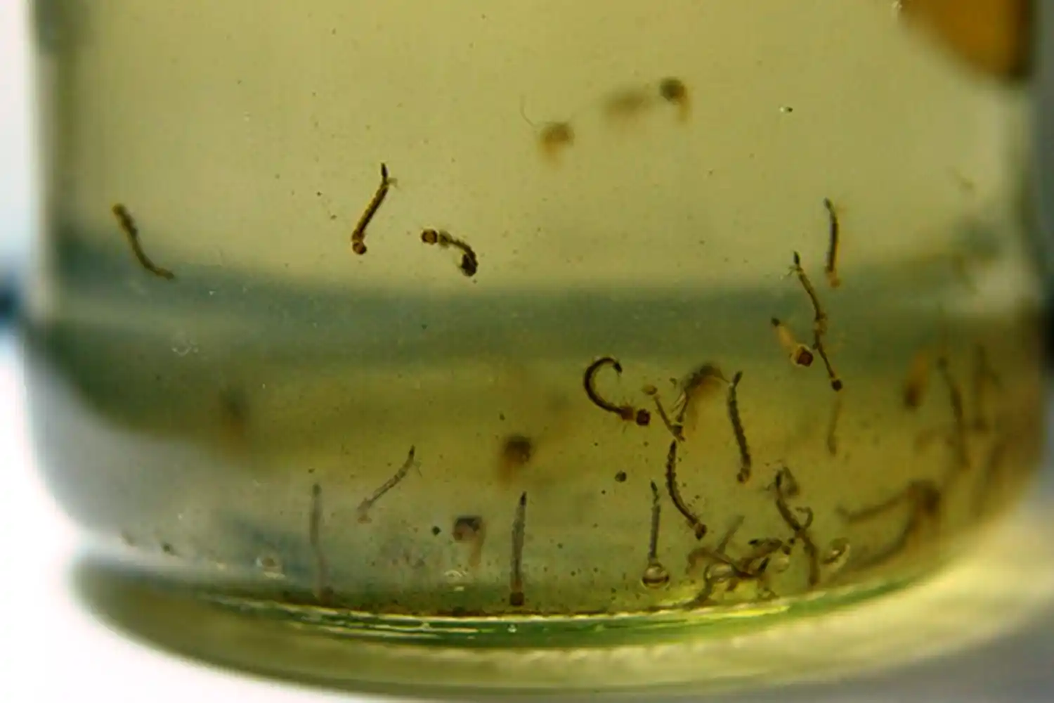 Advierten que el riesgo de contraer dengue se mantiene a pesar de las bajas temperaturas