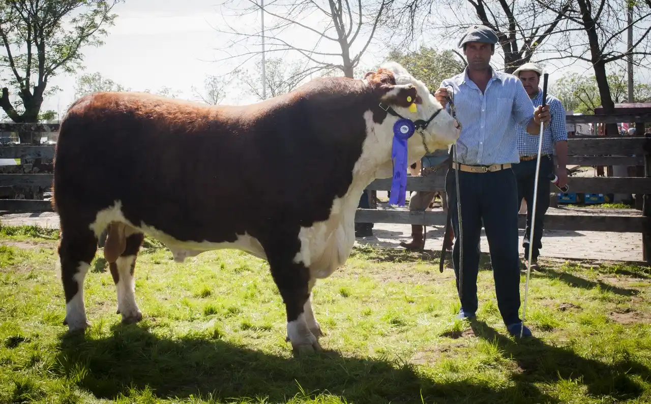 Hereford, Braford, Percherón, Aberdeen Angus, algunas de las razas de la expo rural