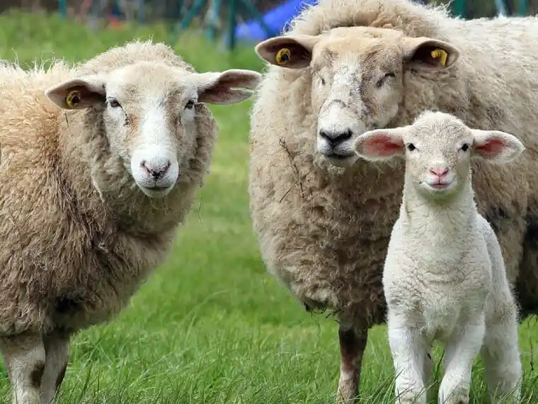 Efectivizan los primeros créditos para productores de cabras y ovejas
