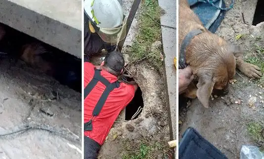 Bomberos de Gualeguaychú rescataron a una perrita de una alcantarilla 