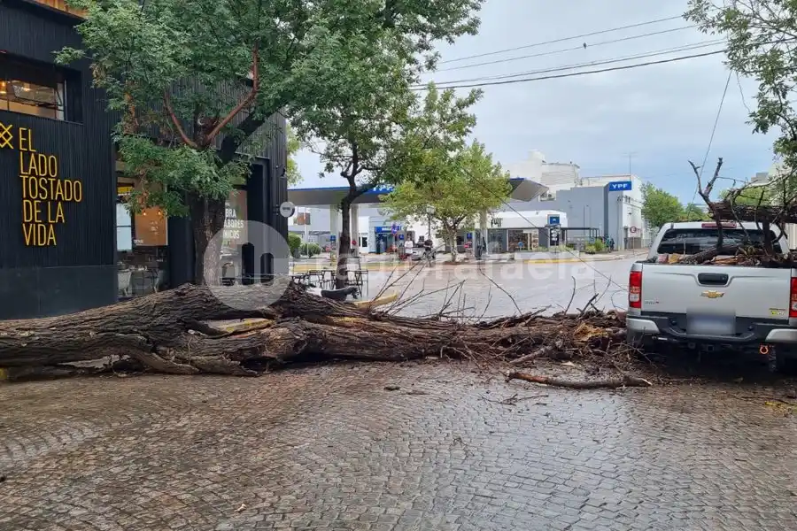Un árbol cayó en el centro de la ciudad en plena tormenta