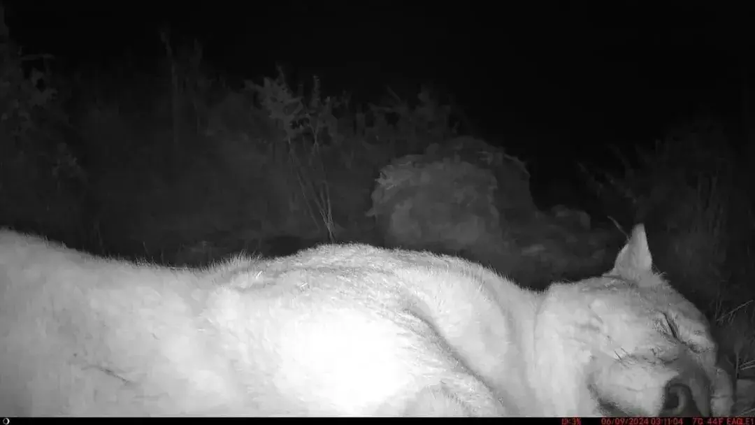 Un fotógrafo deja una cámara en la selva patagónica chilena y descubre imágenes sorprendentes de la fauna local