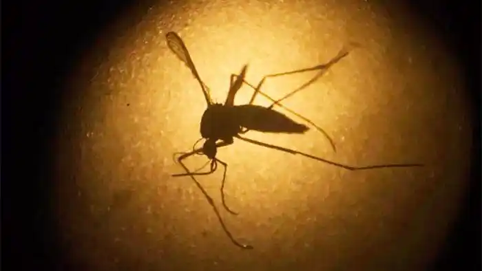 Rosario confirmó el primer caso de dengue en una paciente que además tiene covid