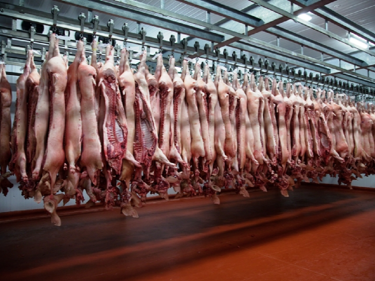 Córdoba entre las provincias que mayor cantidad de carne porcina produce en el país