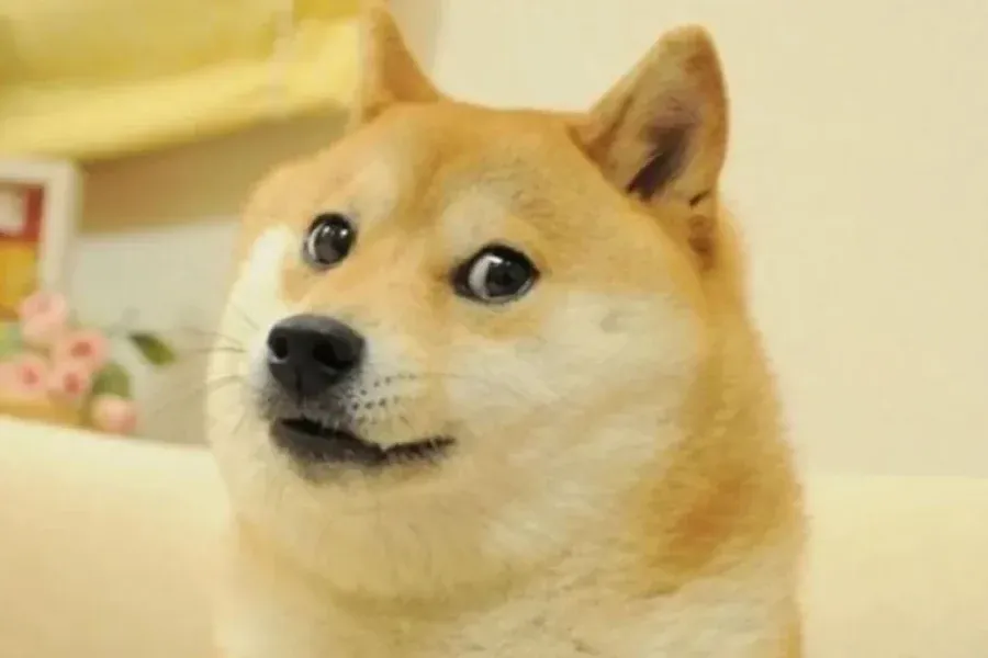 ¿Por qué Twitter cambió su logo por la imagen de la perra meme?