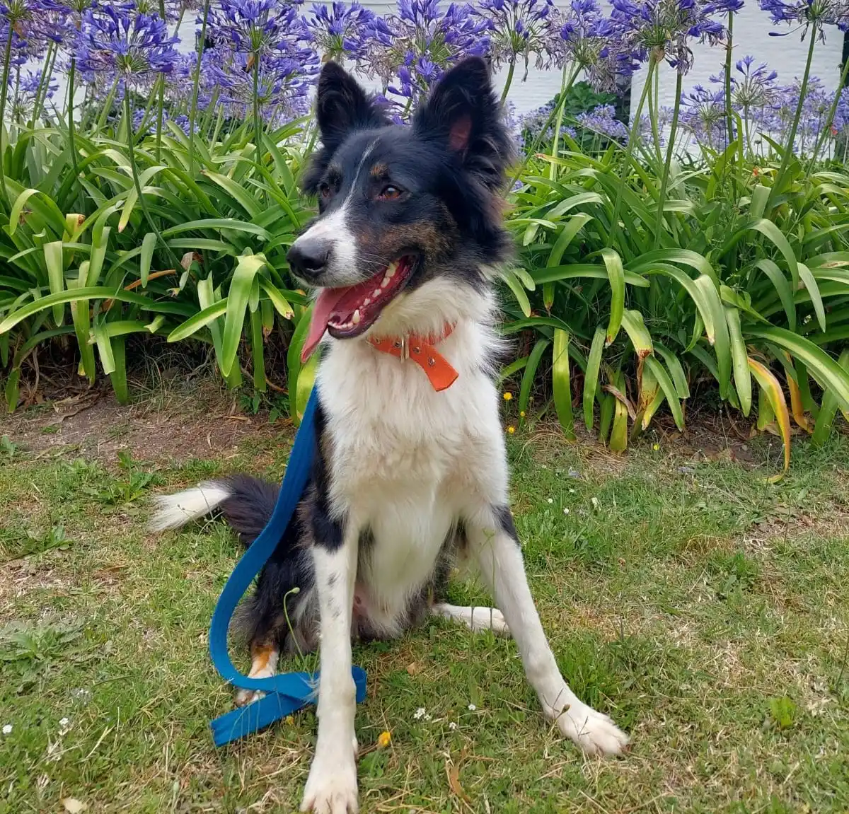 Aceituna, la perra de Chascomús que se certificó en rastro y olfato y se convirtió en orgullo local