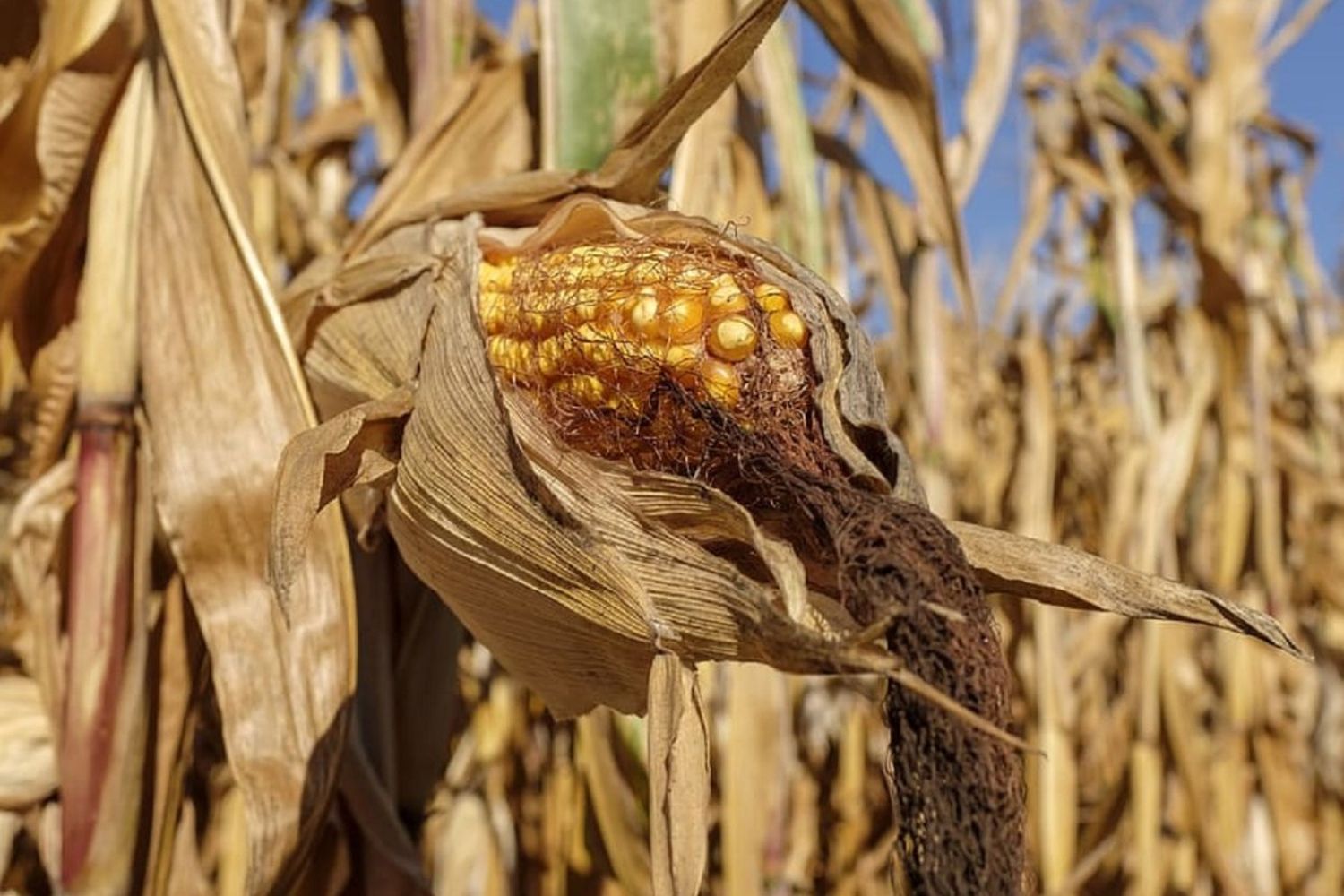 FARER habla de "desastre" agropecuario y pide medidas urgentes al Estado