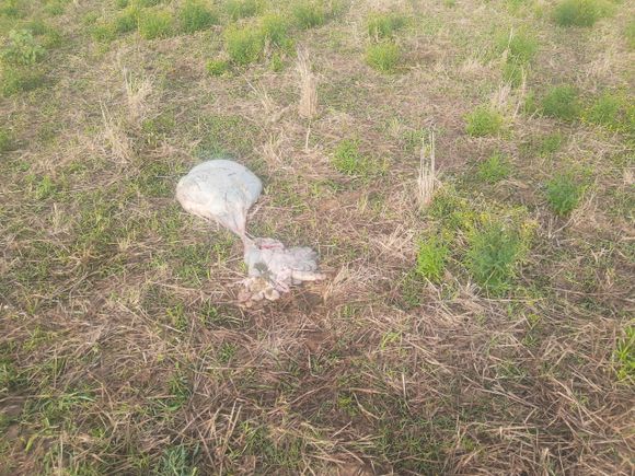 Ingeniero Moneta: delincuentes faenaron tres terneros en un campo