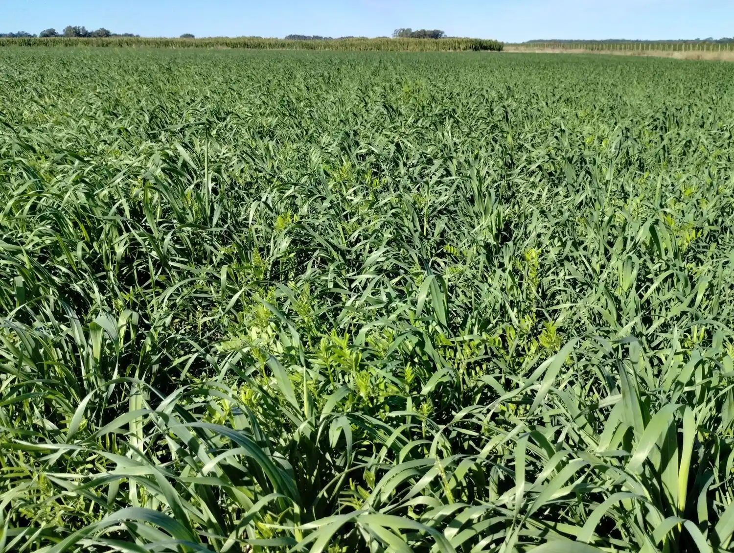 Aapresid planteó las claves para planificar verdeos de invierno