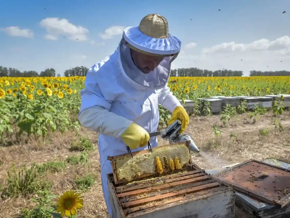 empleo abejas