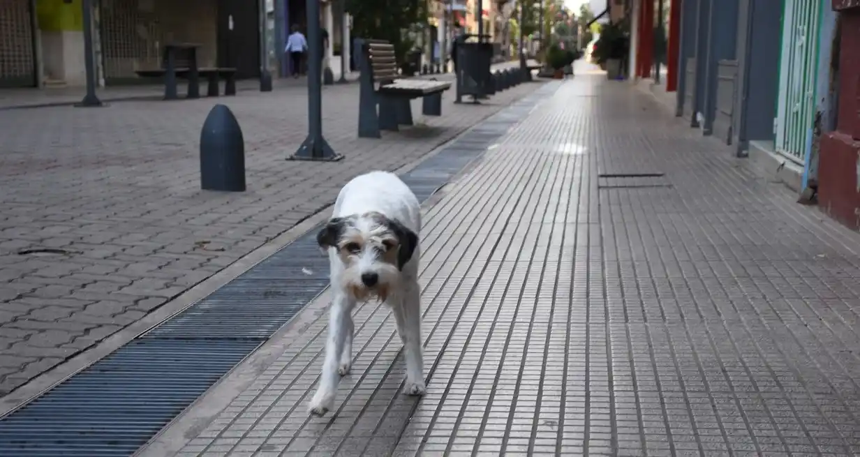 27 de julio, Día Internacional del Perro Callejero